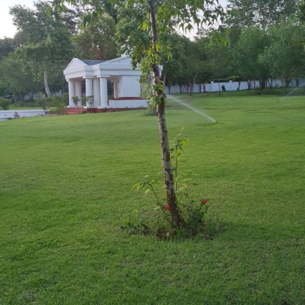 A tree in the middle of a lush green field with a house in the background.