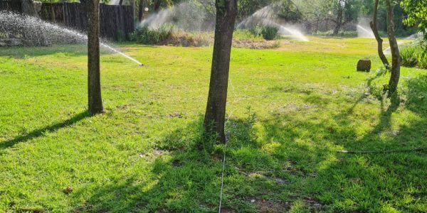 A sprinkler is spraying water on a lush green lawn.