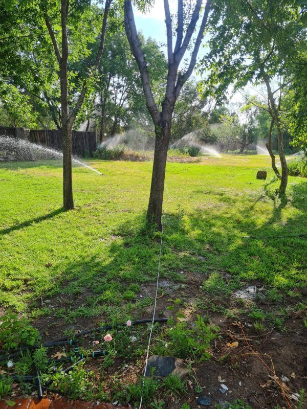 A lawn with trees and sprinklers spraying water on it.