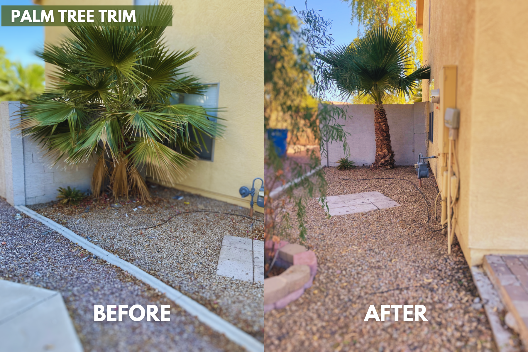 A before and after picture of a palm tree trim.