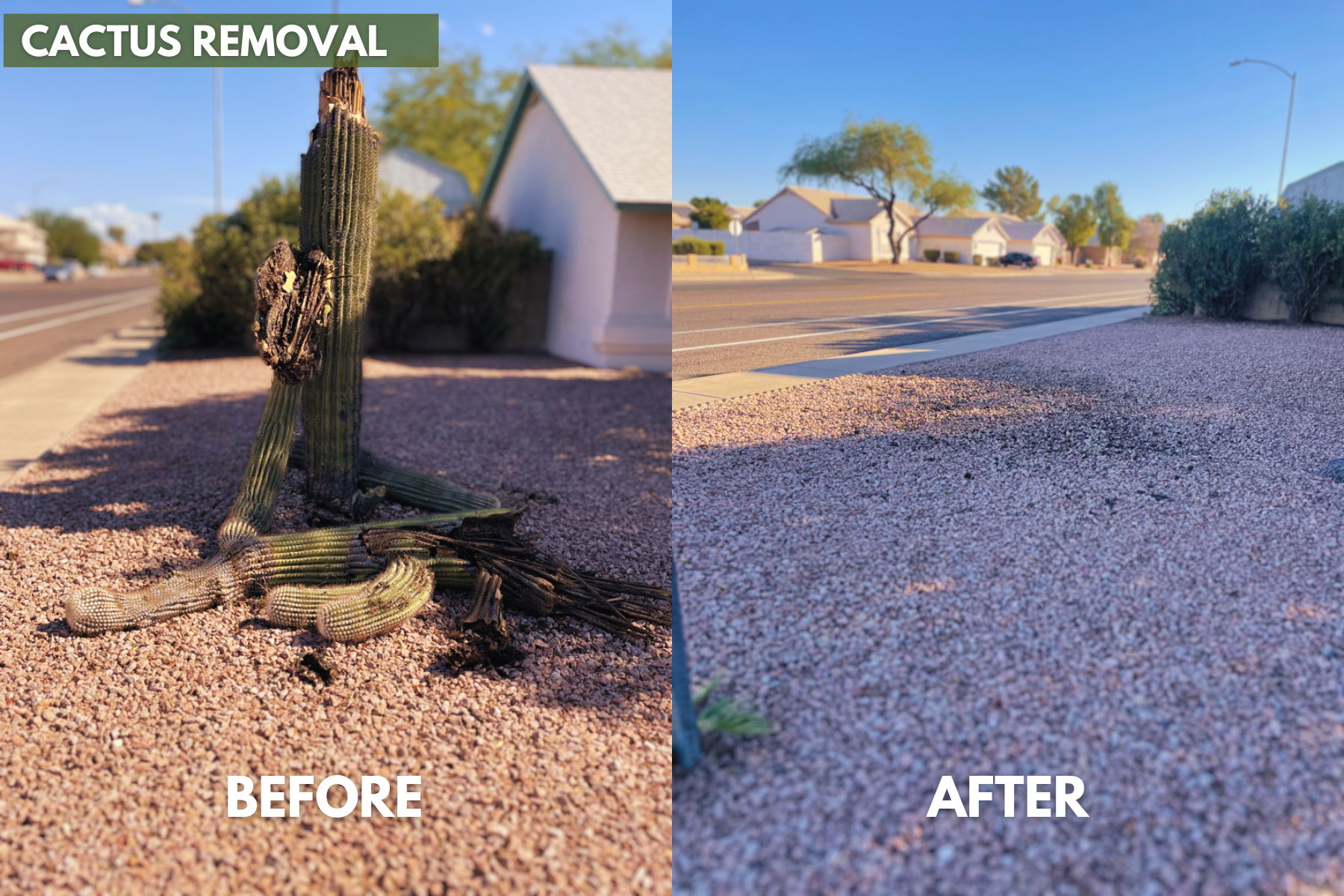 A before and after photo of a cactus removal