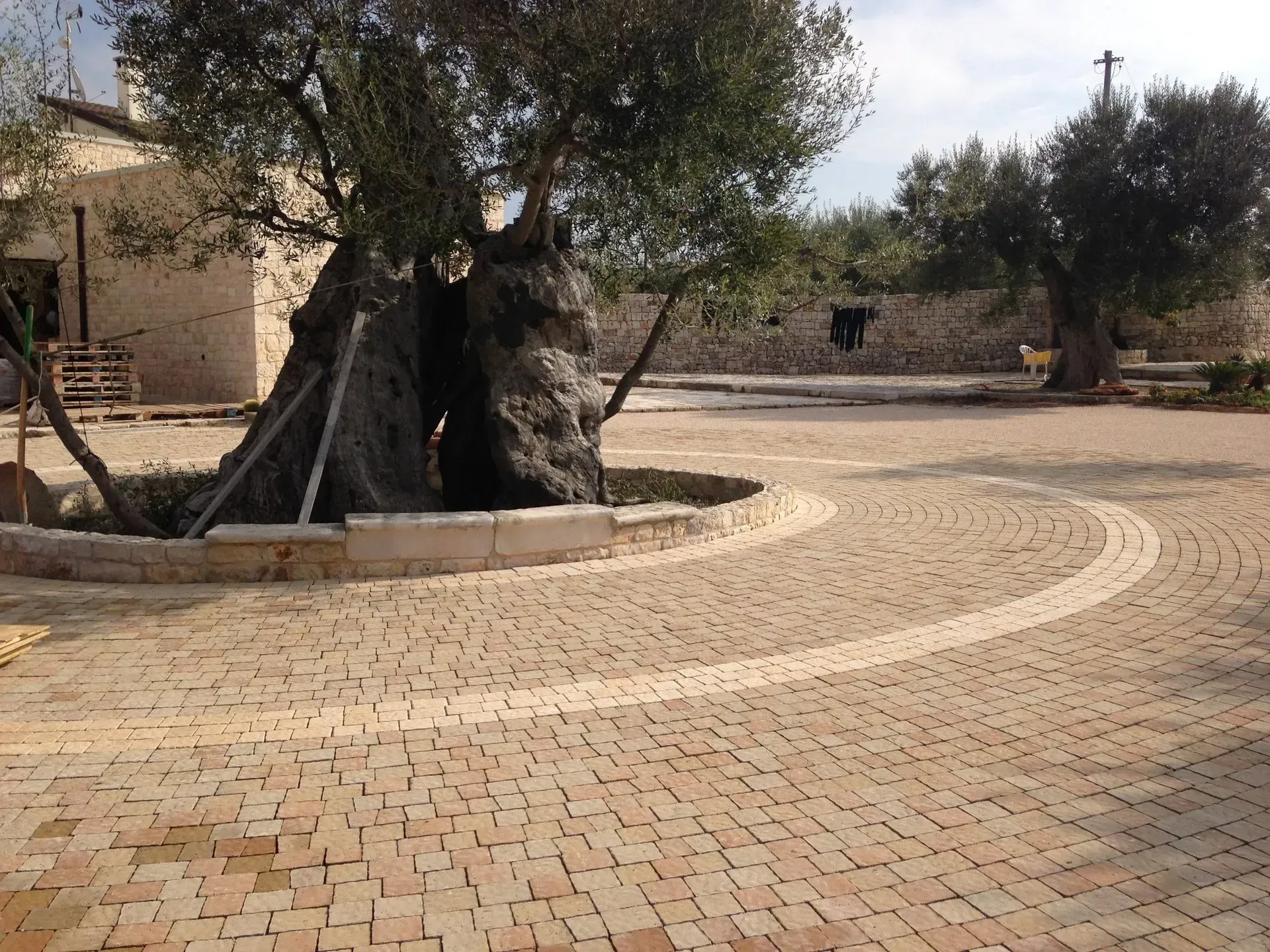 Cortile lastricato in mattoni con grandi ulivi, edificio in pietra sullo sfondo.
