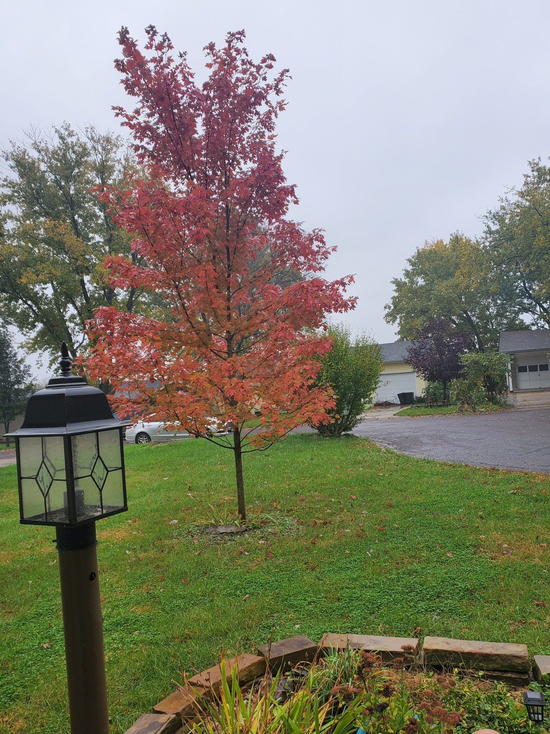 A tree with red leaves is in a yard next to a lamp post.