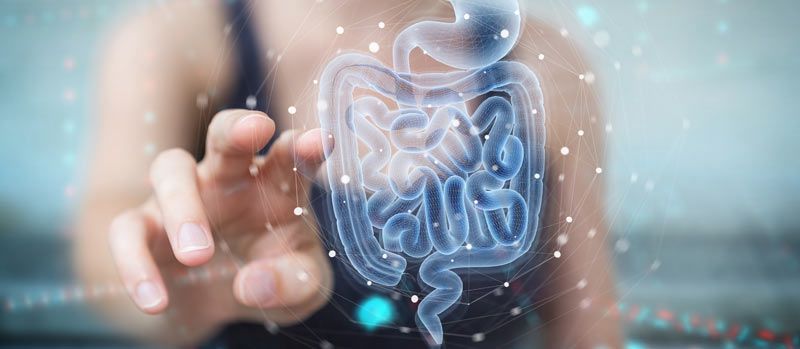 Gut Health and Your Immune System: Strengthening Your Body's Defense