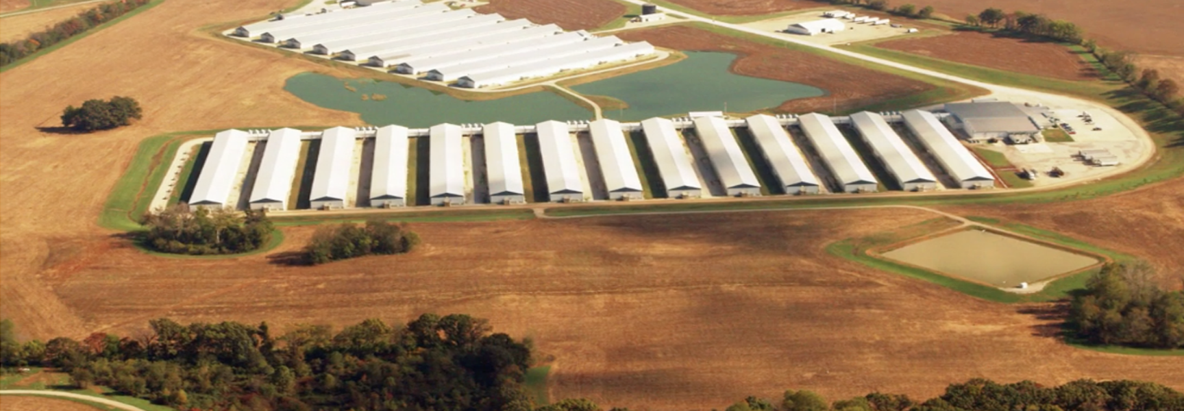 Aerial view of modern long, white agricultural barns on farmland, with nearby water retention ponds and a processing facility.