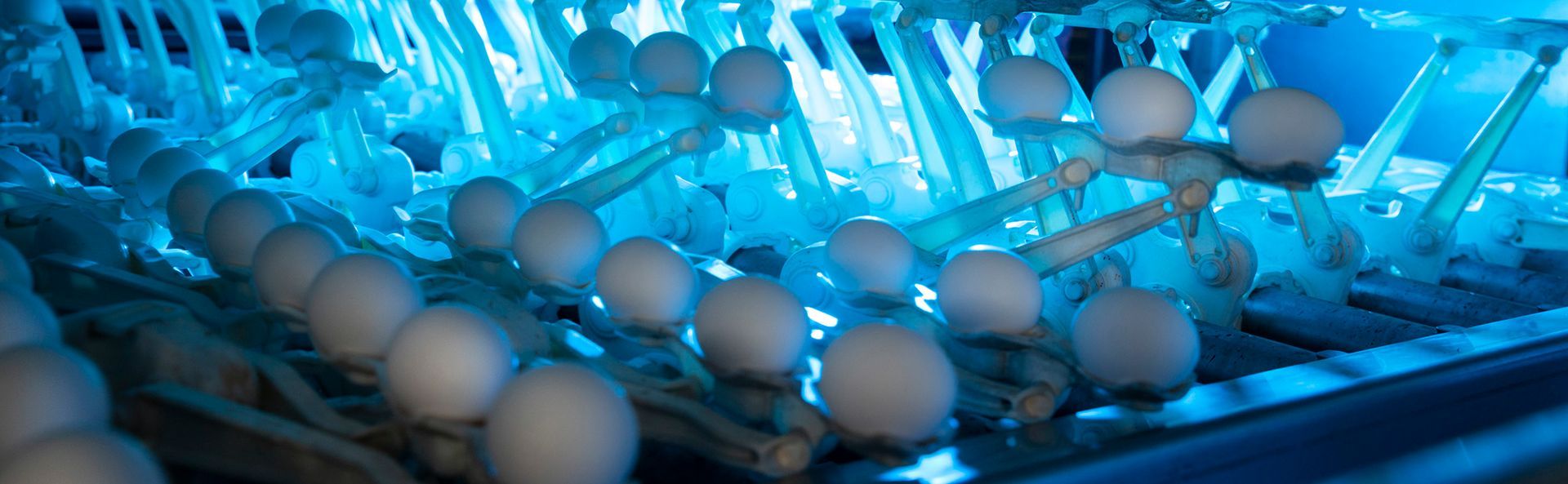 Industrial processing facility with machinery actively sorting and processing eggs under bright blue lighting.