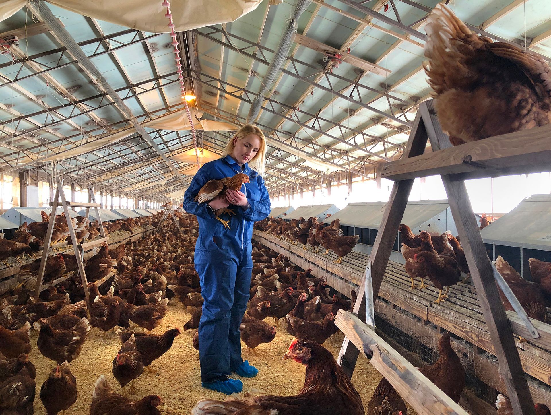 Woman in blue coveralls inspecting hens while holding a chicken inside a large poultry barn filled with hens on straw-covered ground.
