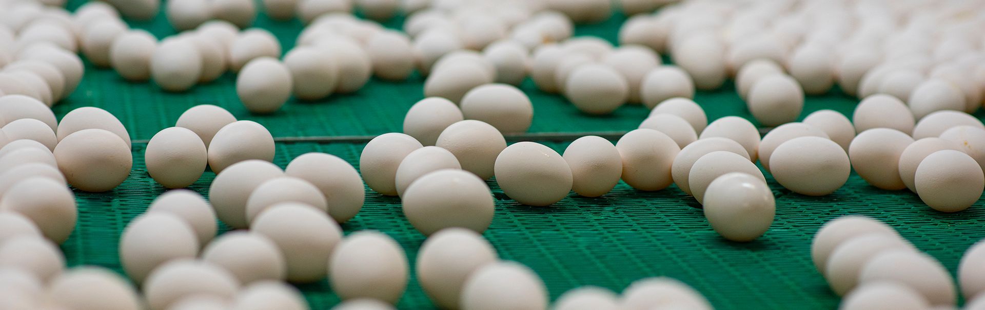 White eggs rolling on a green conveyor belt in an egg processing facility.