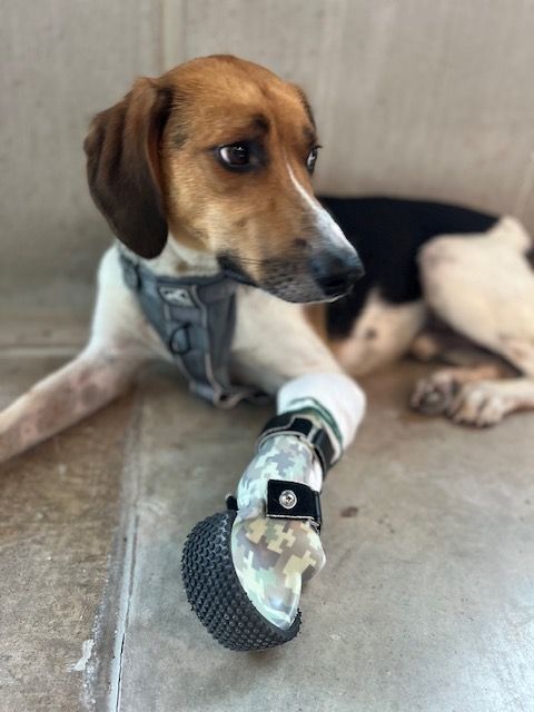 INFINITELY ABLE PETS