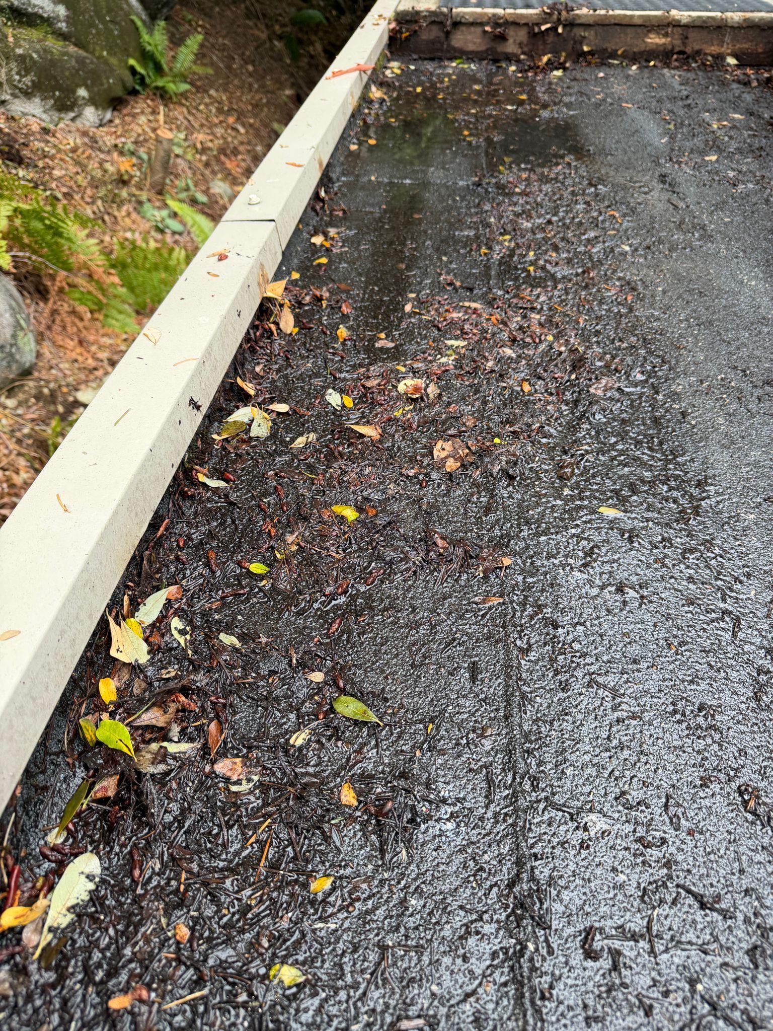 Leaves and debris beside the edge of an older membrane roof