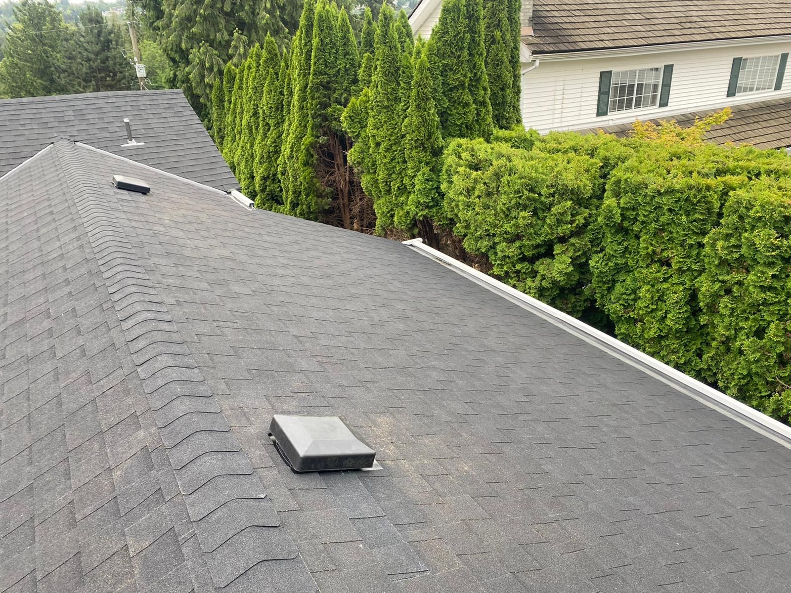 An aerial view of a gray asphalt shingle roof with two vents, bordered by tall green hedges and a white house.