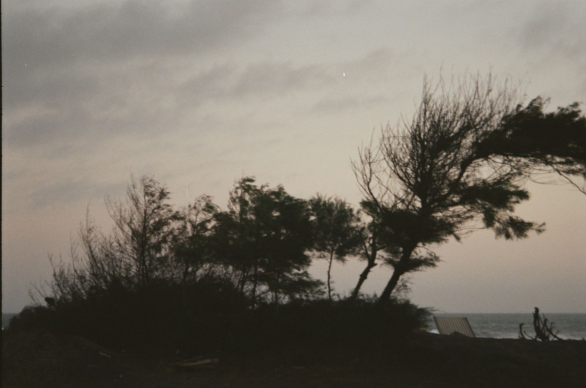 Silhouetted trees bending in the wind on a dark shoreline at dusk under a cloudy sky