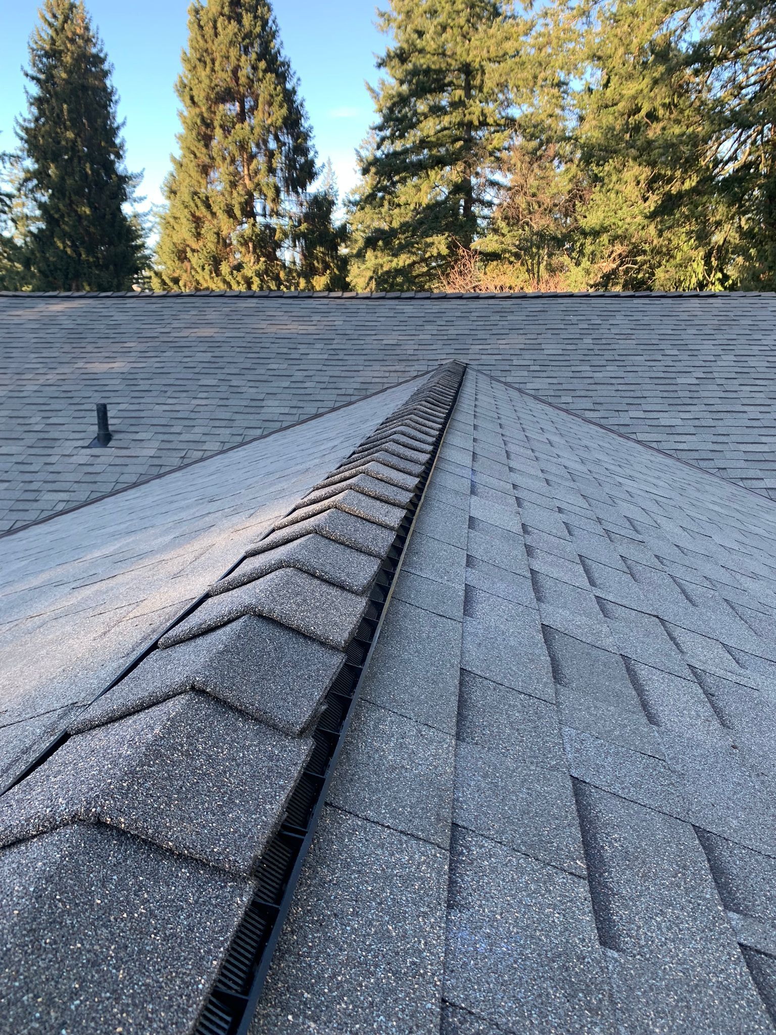 A gray shingled roof with a ridgeline vent running along the peak, set against a backdrop of tall green pine trees.
