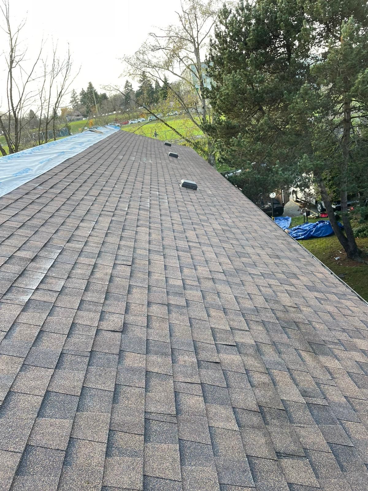 A view looking down the length of a residential roof with asphalt shingles, partially covered by a blue tarp.