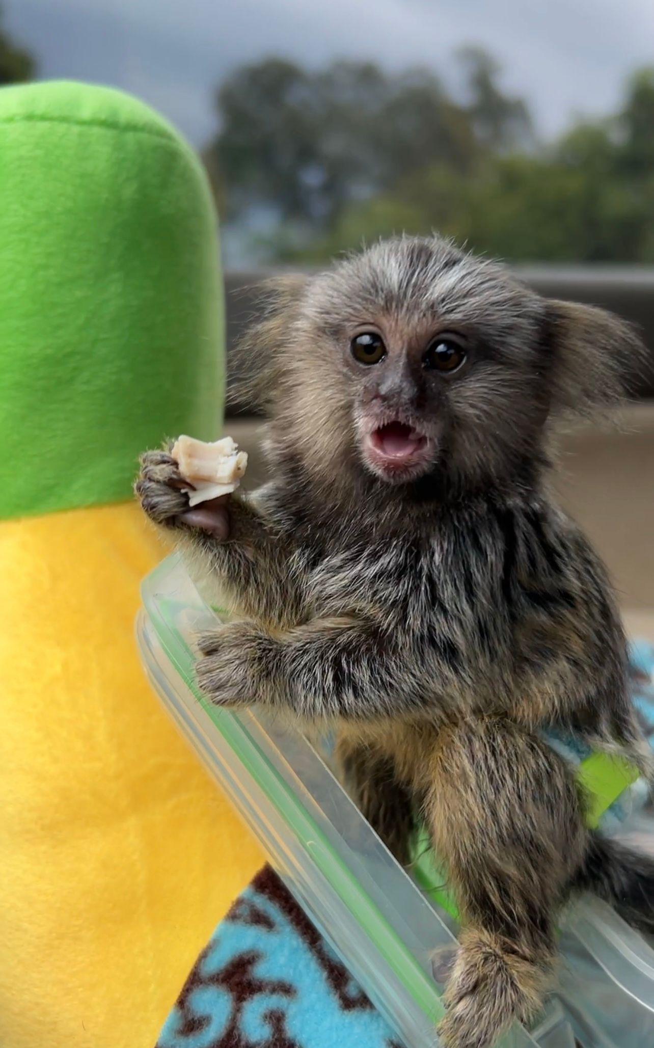 Tiki the Marmoset