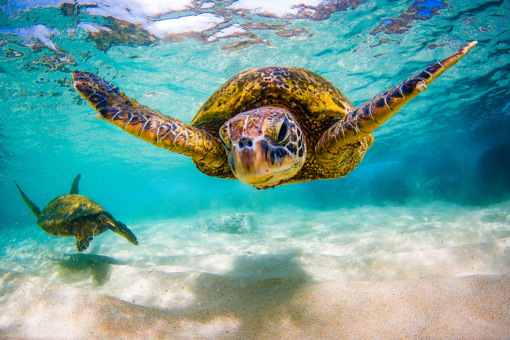 Near view of turtle's face
