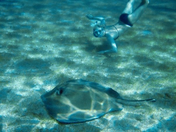 Turtle swims under the water