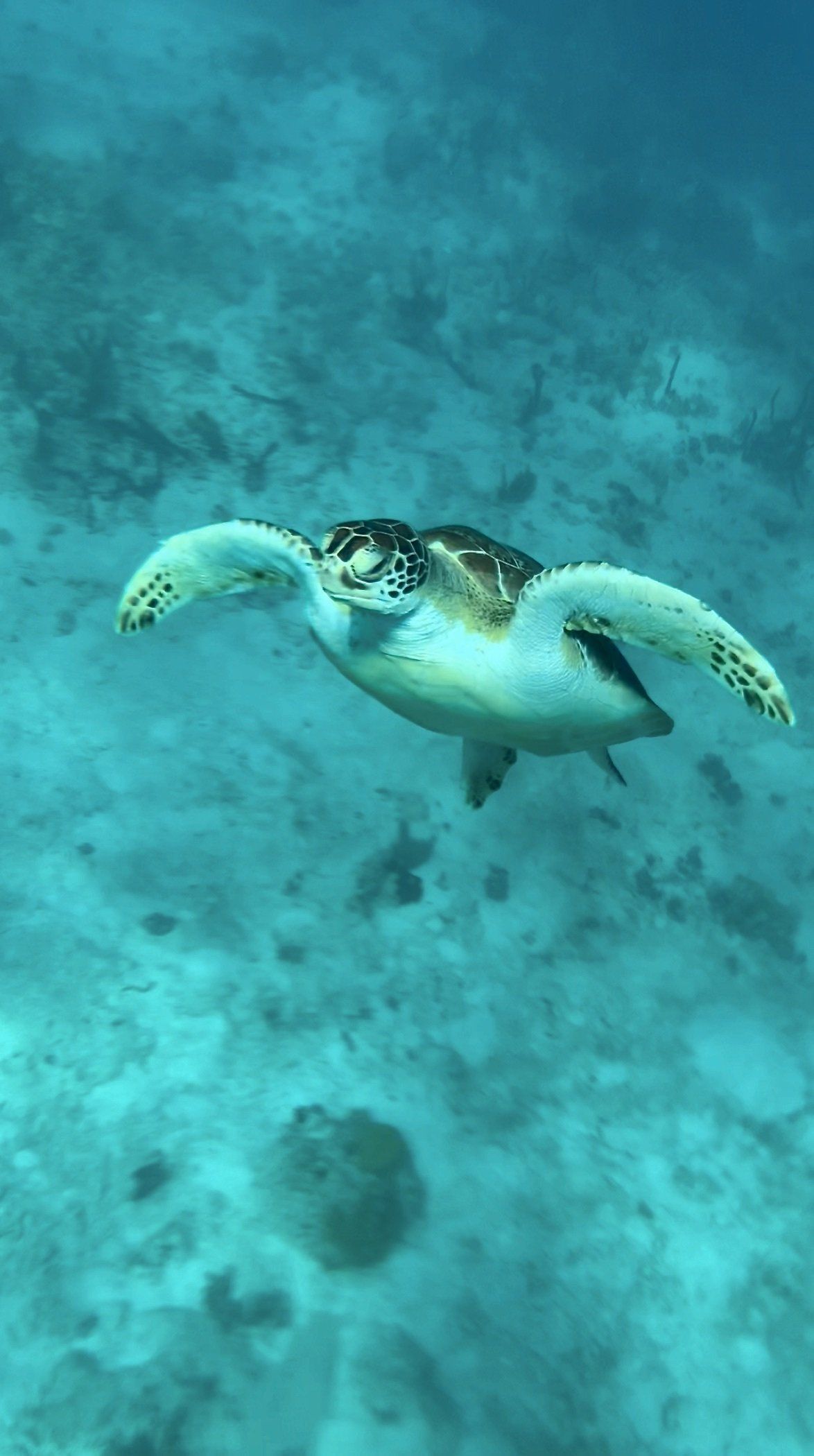 Side view of a turtle swimming under the water