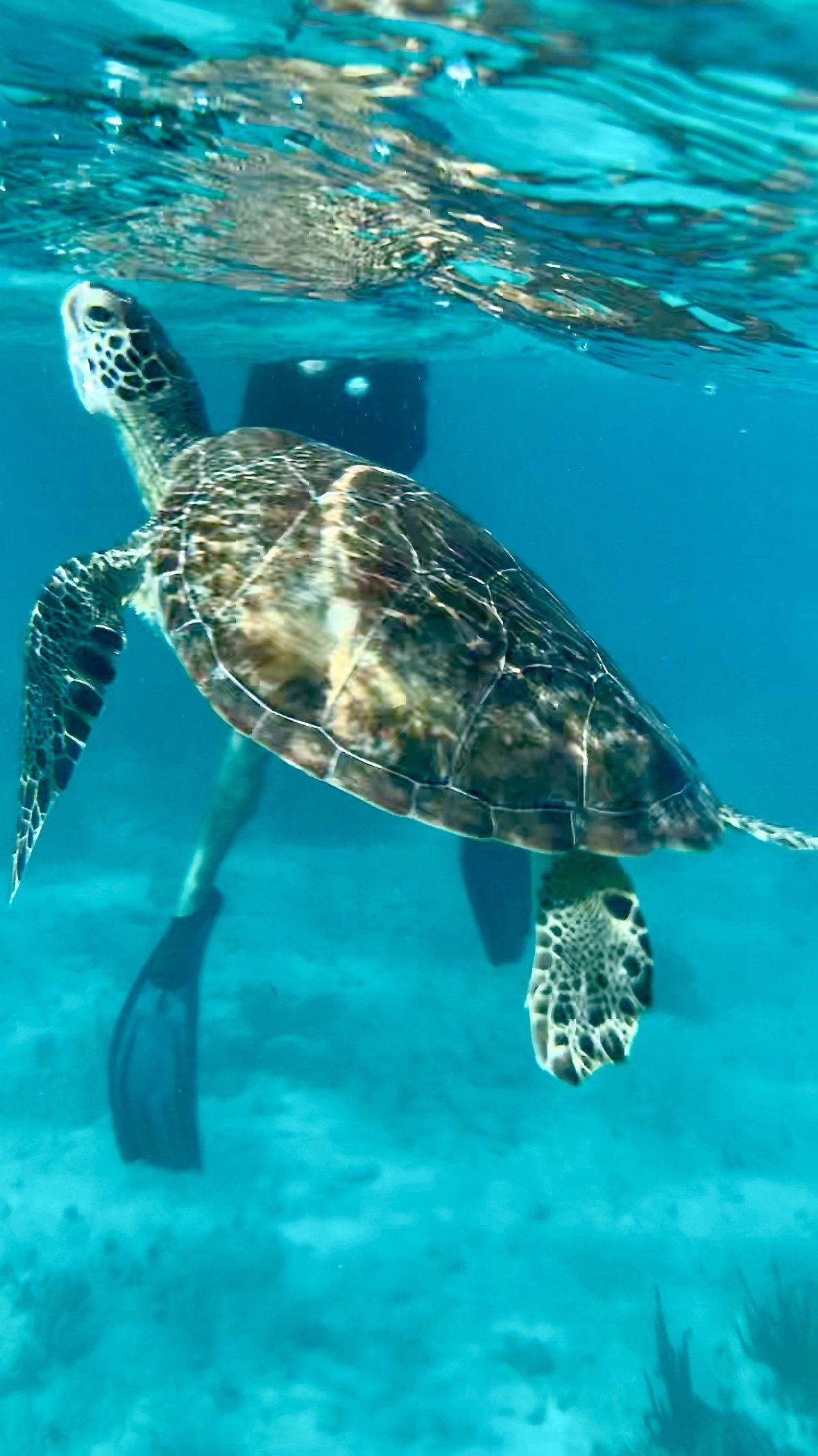 Turtle coming up to breathe