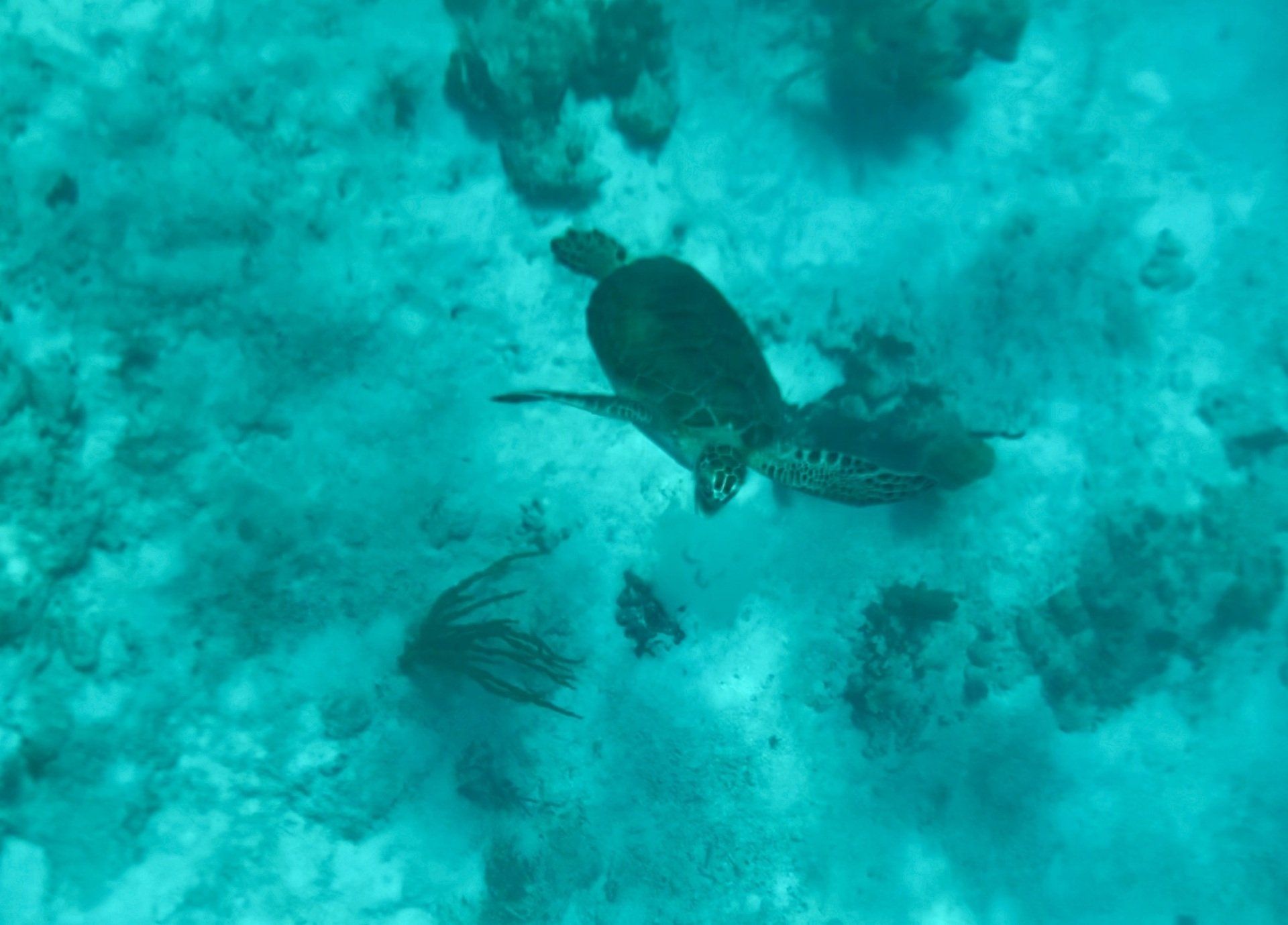Top view of big turtle