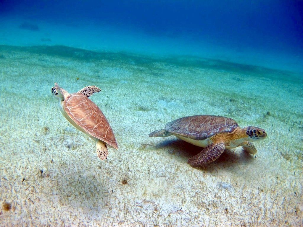 Two turtle swims under the water