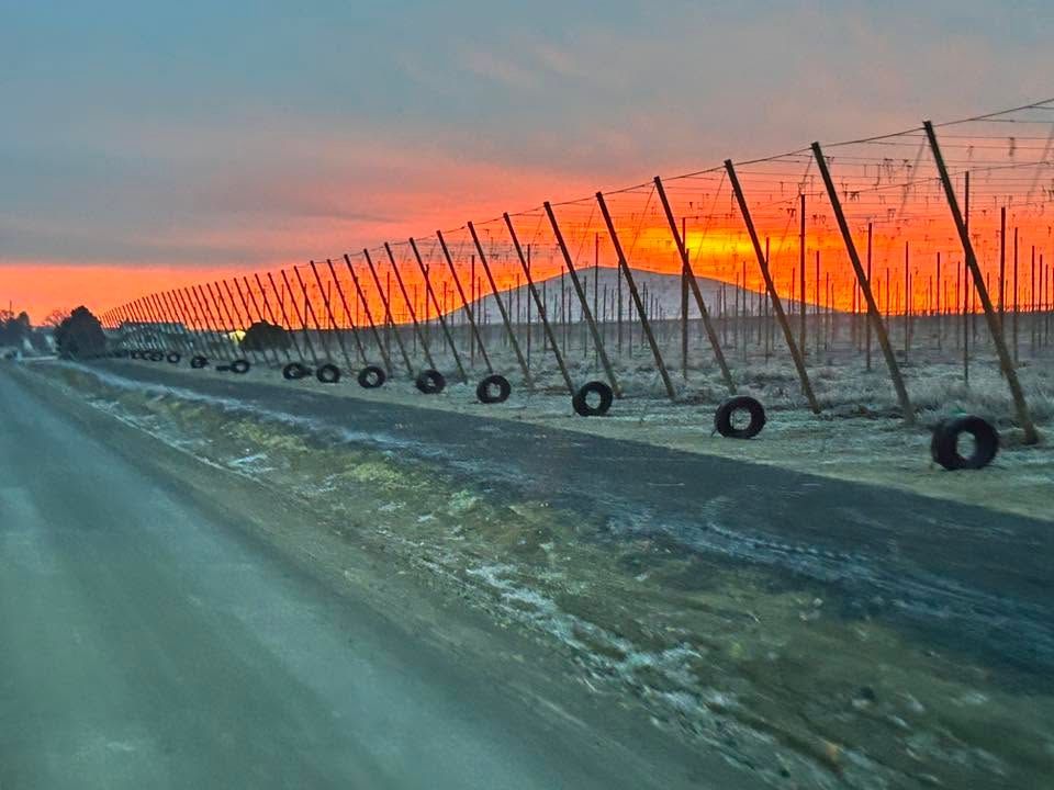 Irrigation system in a snowy field at sunset, with orange sky and long rows of sprinklers.