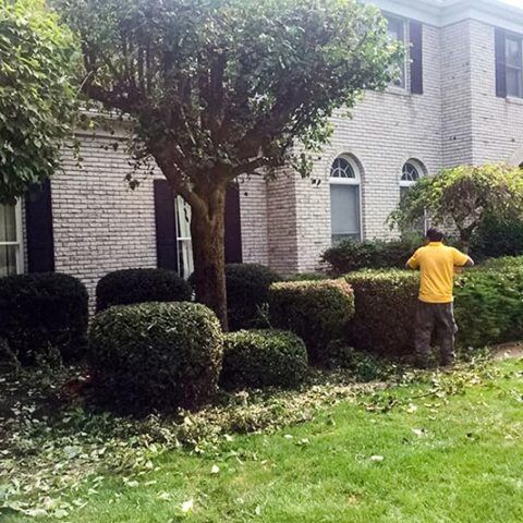 Person trimming bushes in a landscaped yard beside a brick house