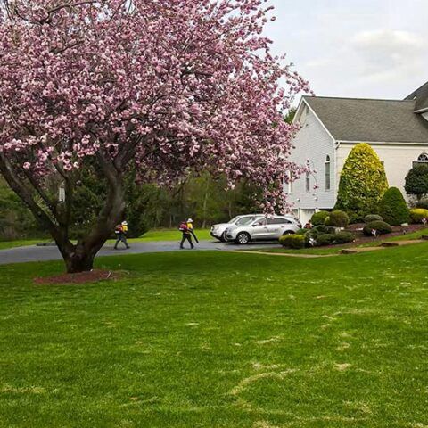 Blooming pink tree in a suburban yard with a parked silver car and a white house in the background