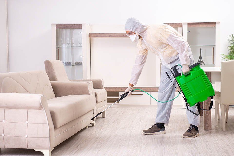 Un addetto alla disinfestazione spruzza insetticida all'interno di un soggiorno con divano e mobili.