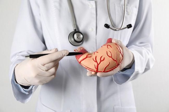 Un médico sostiene un modelo de corazón y un bolígrafo.