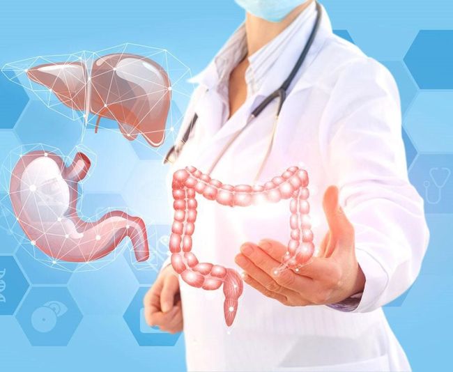 Un médico sostiene un modelo de hígado, estómago e intestinos.