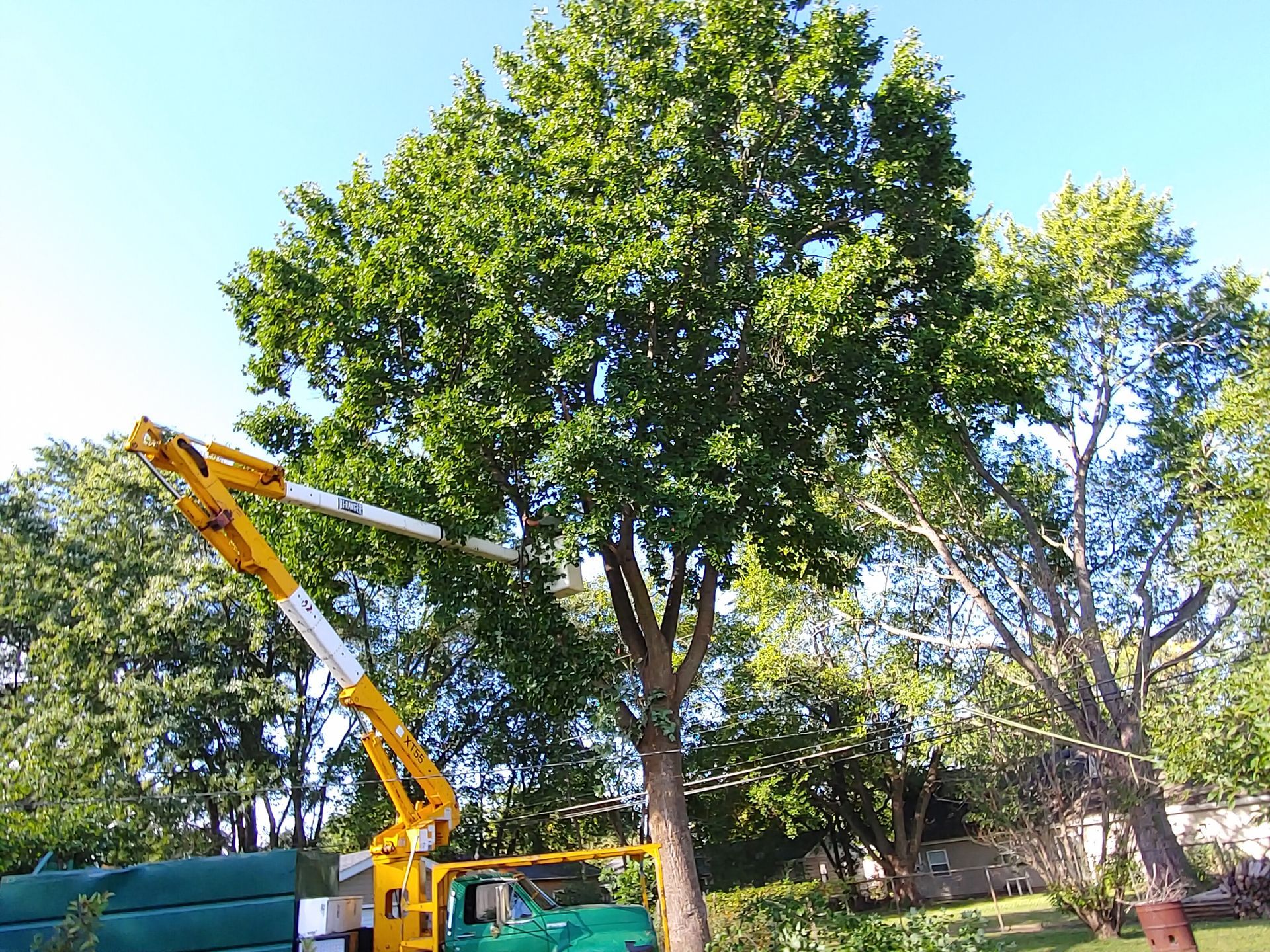 A crane is cutting a tree in a park.