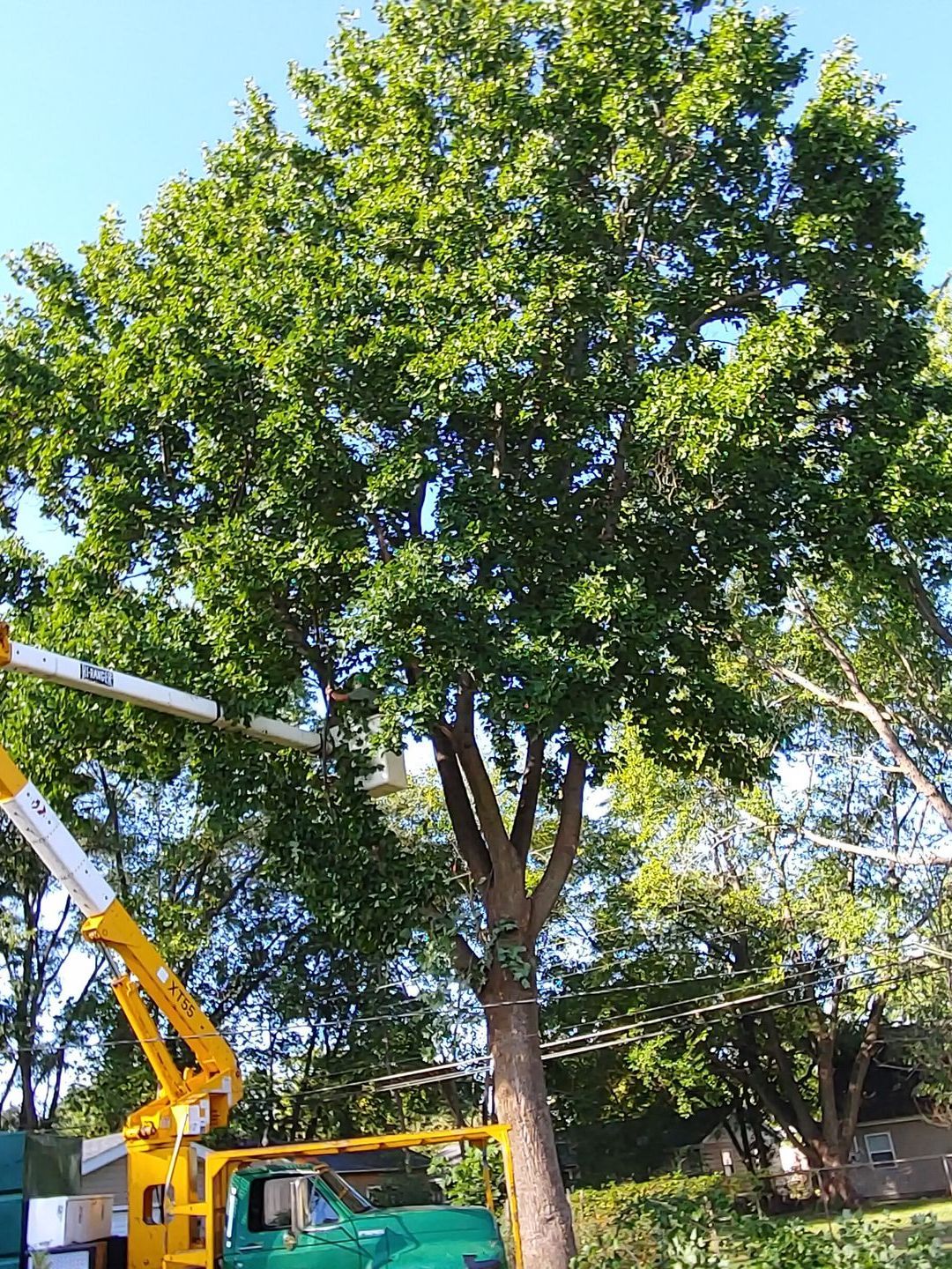 Tree Removal