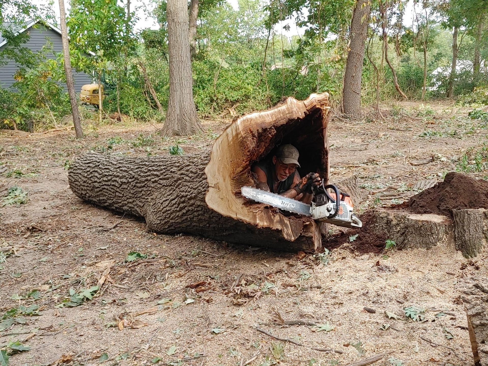 A man is cutting a tree with a chainsaw.