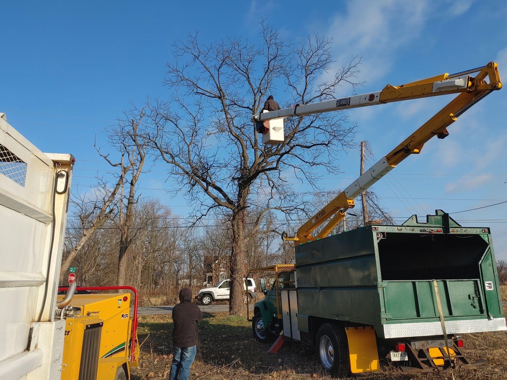 Tree Removal