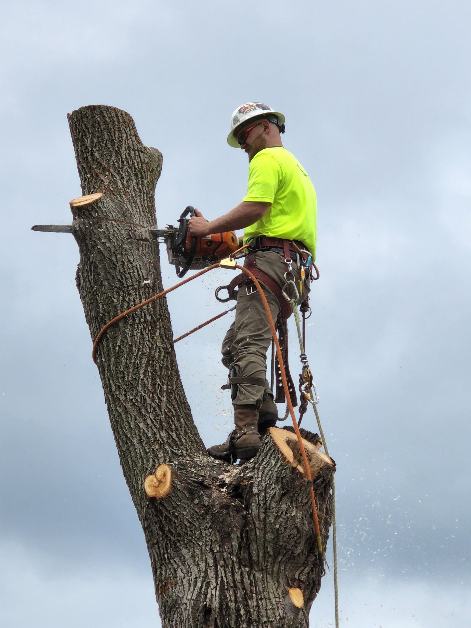 A man is cutting a tree with a chainsaw while standing on top of it.