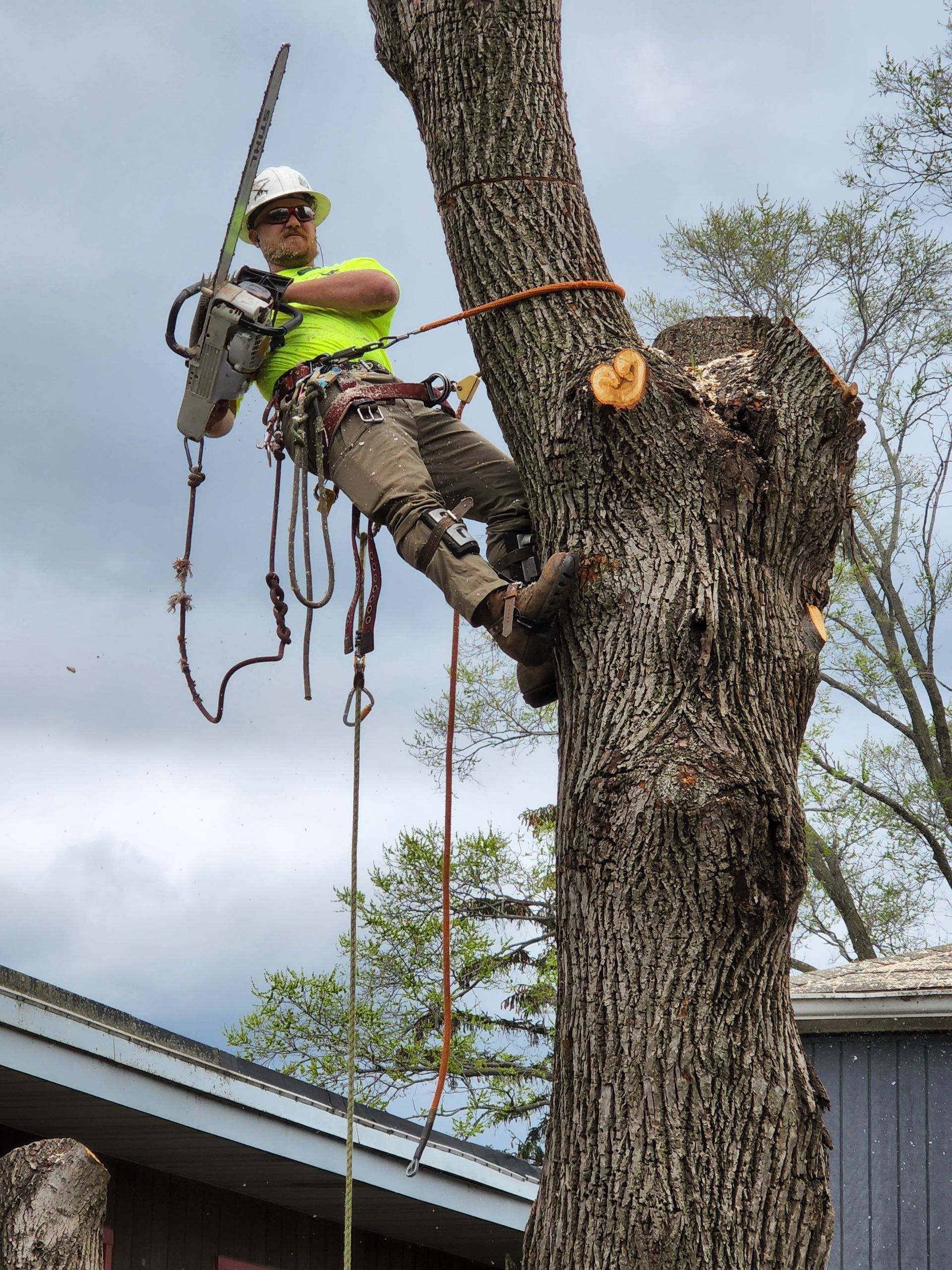 A man is climbing a tree with a chainsaw.