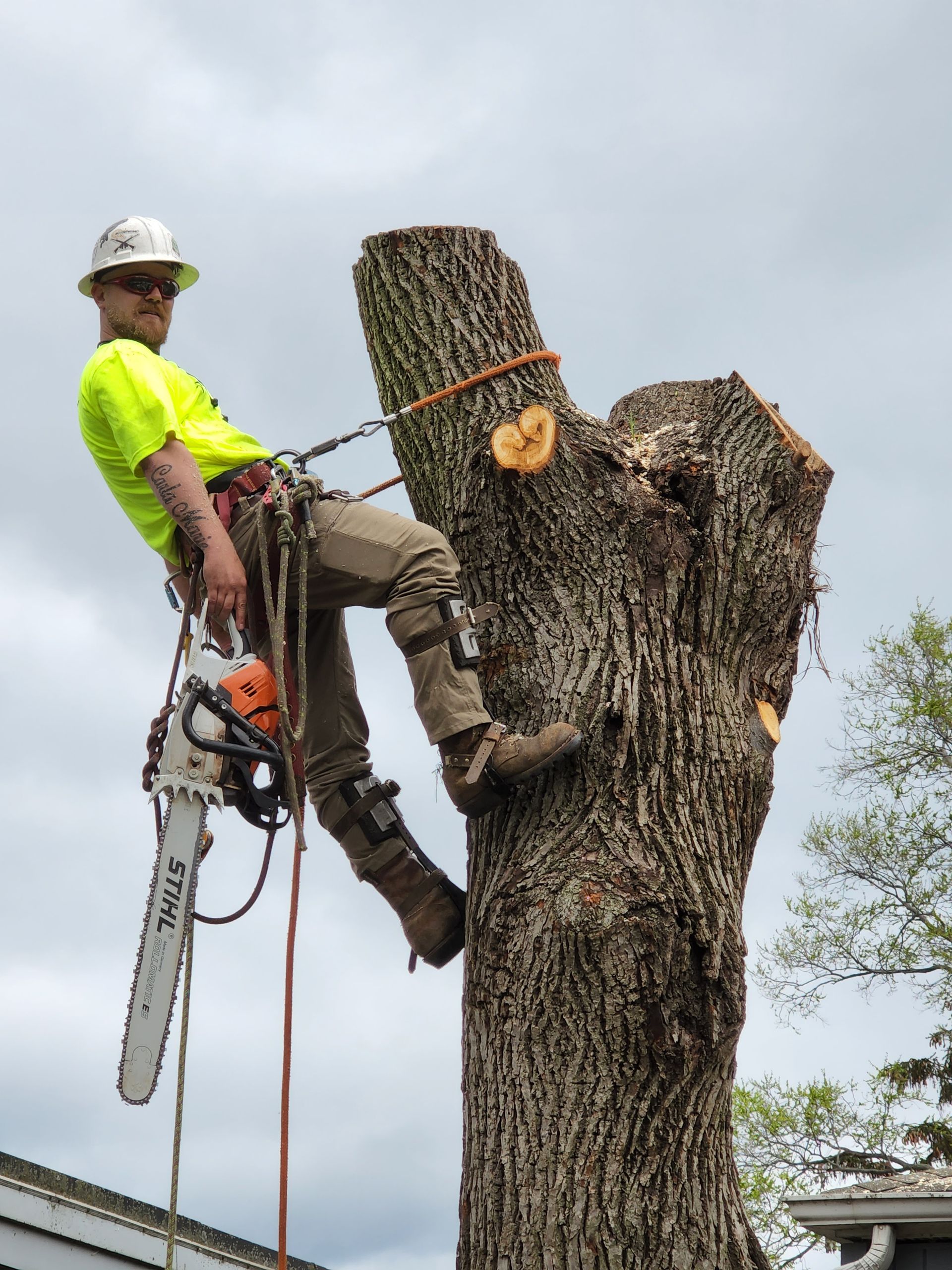A man is climbing a tree with a chainsaw in Chesterton, IN