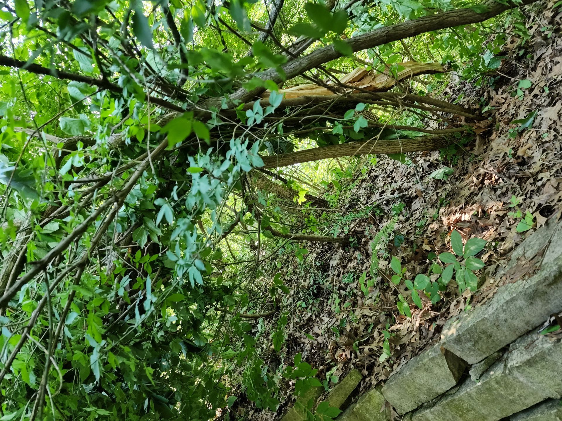 Tree Trimming