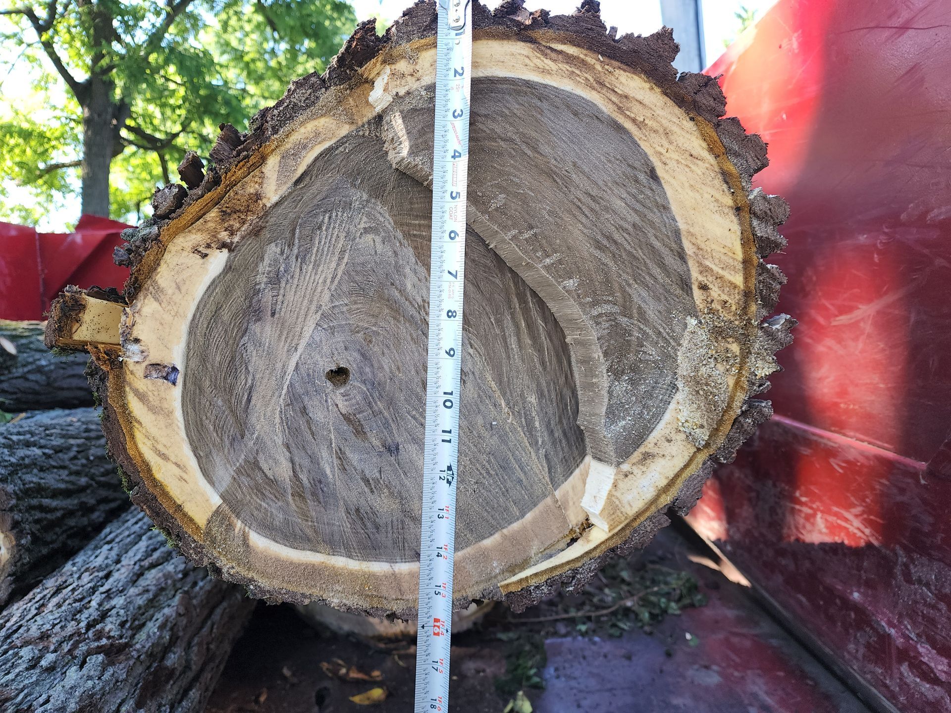 A tree trunk is being measured with a tape measure
