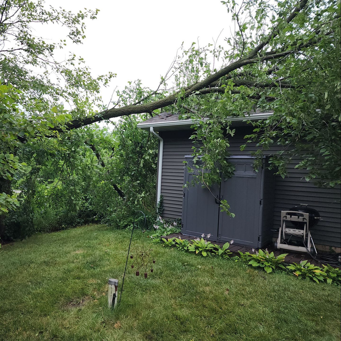 emergency tree removal