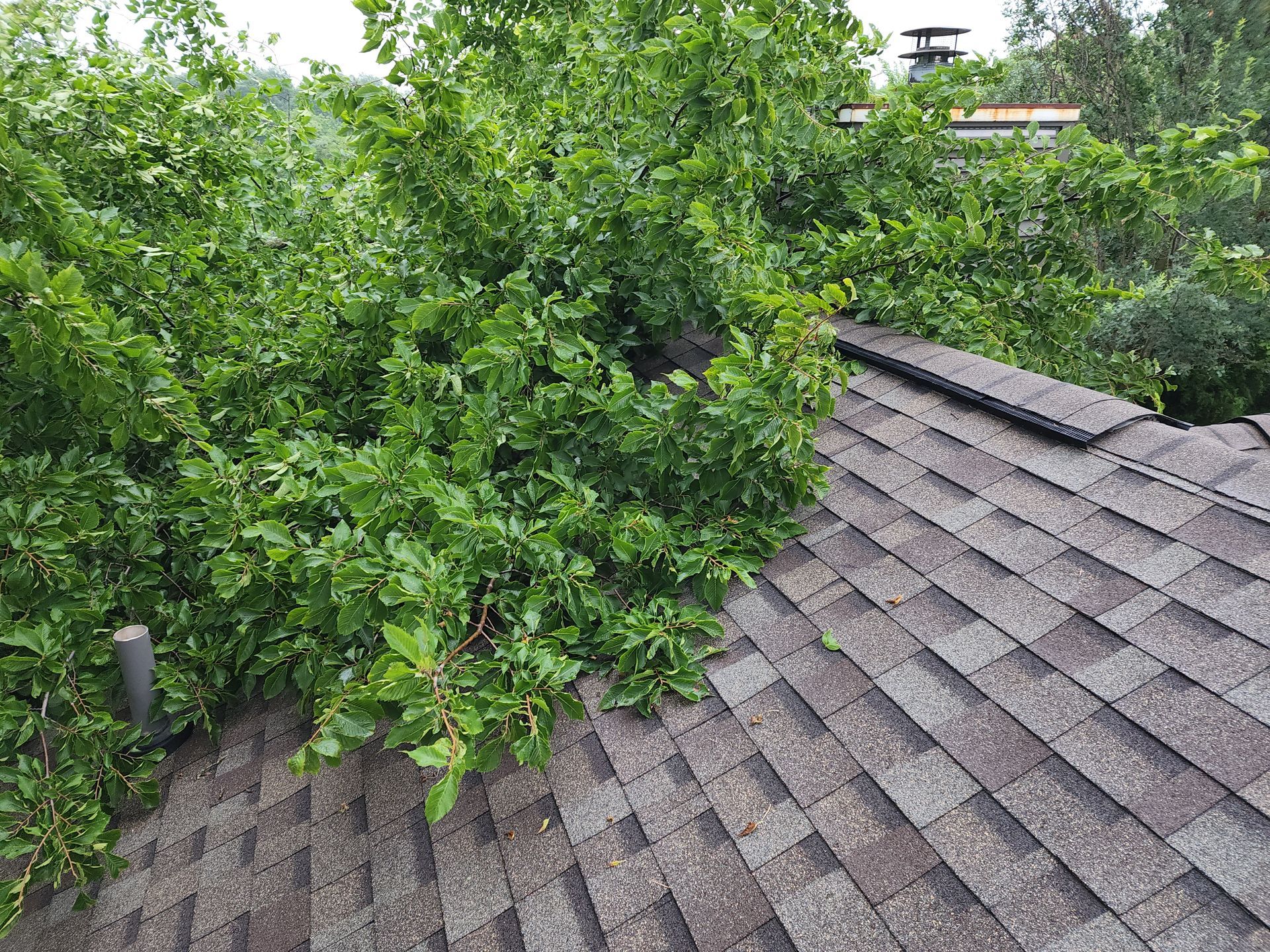 Emergency Tree Removal