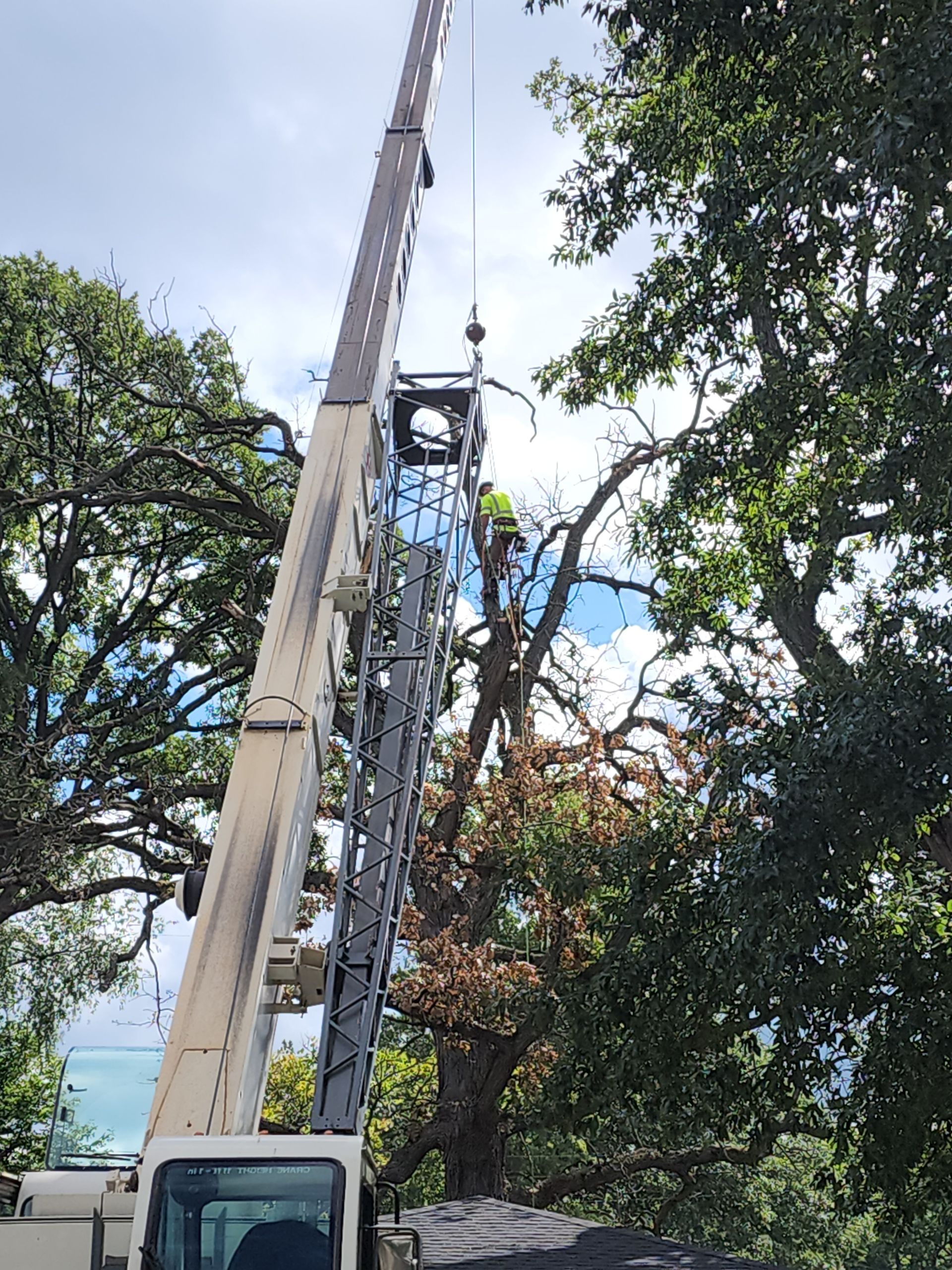 A crane is cutting down a tree in the middle of a forest.