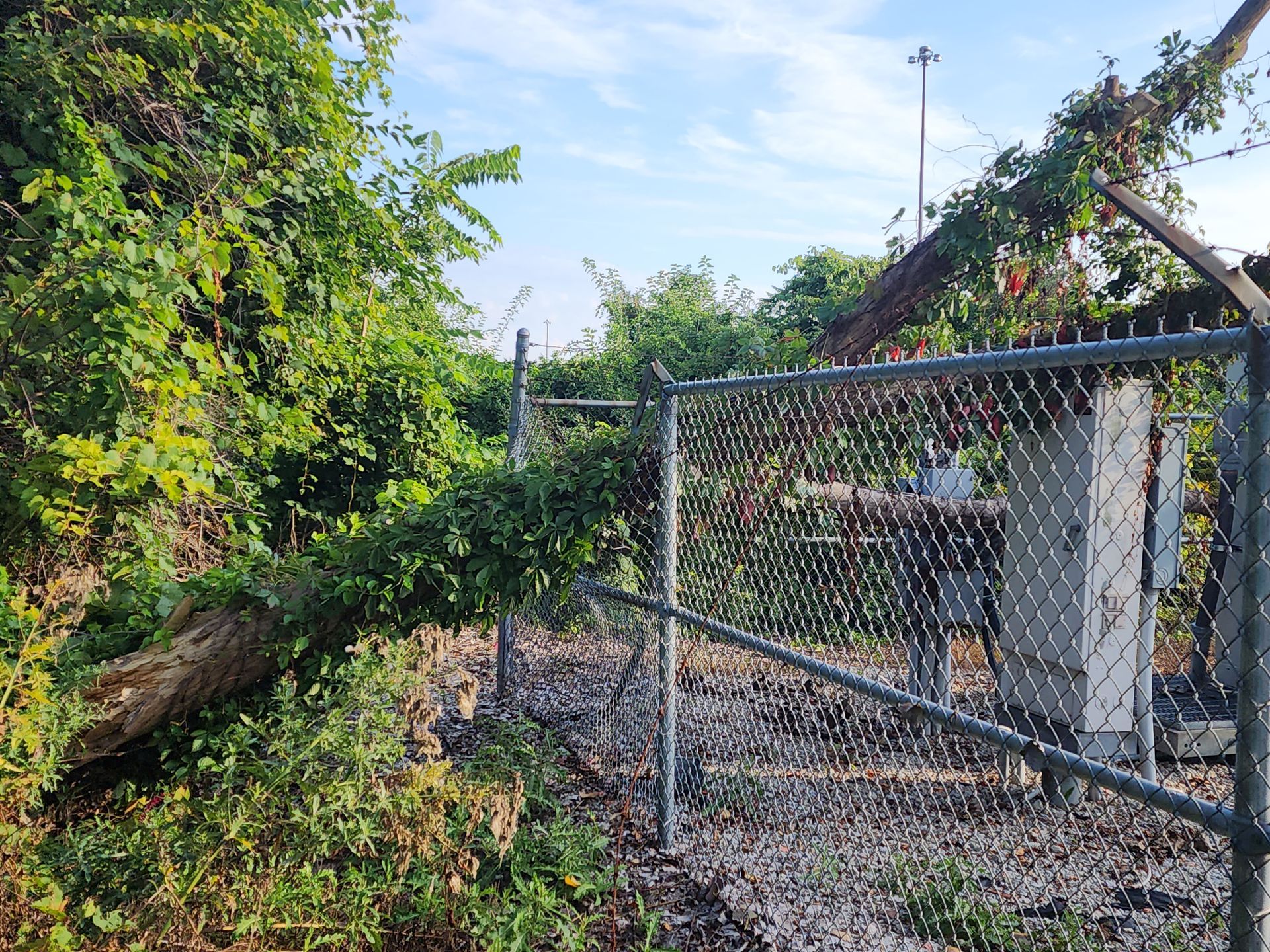 A chain link fence in Miller, IN is surrounded by trees and bushes.
