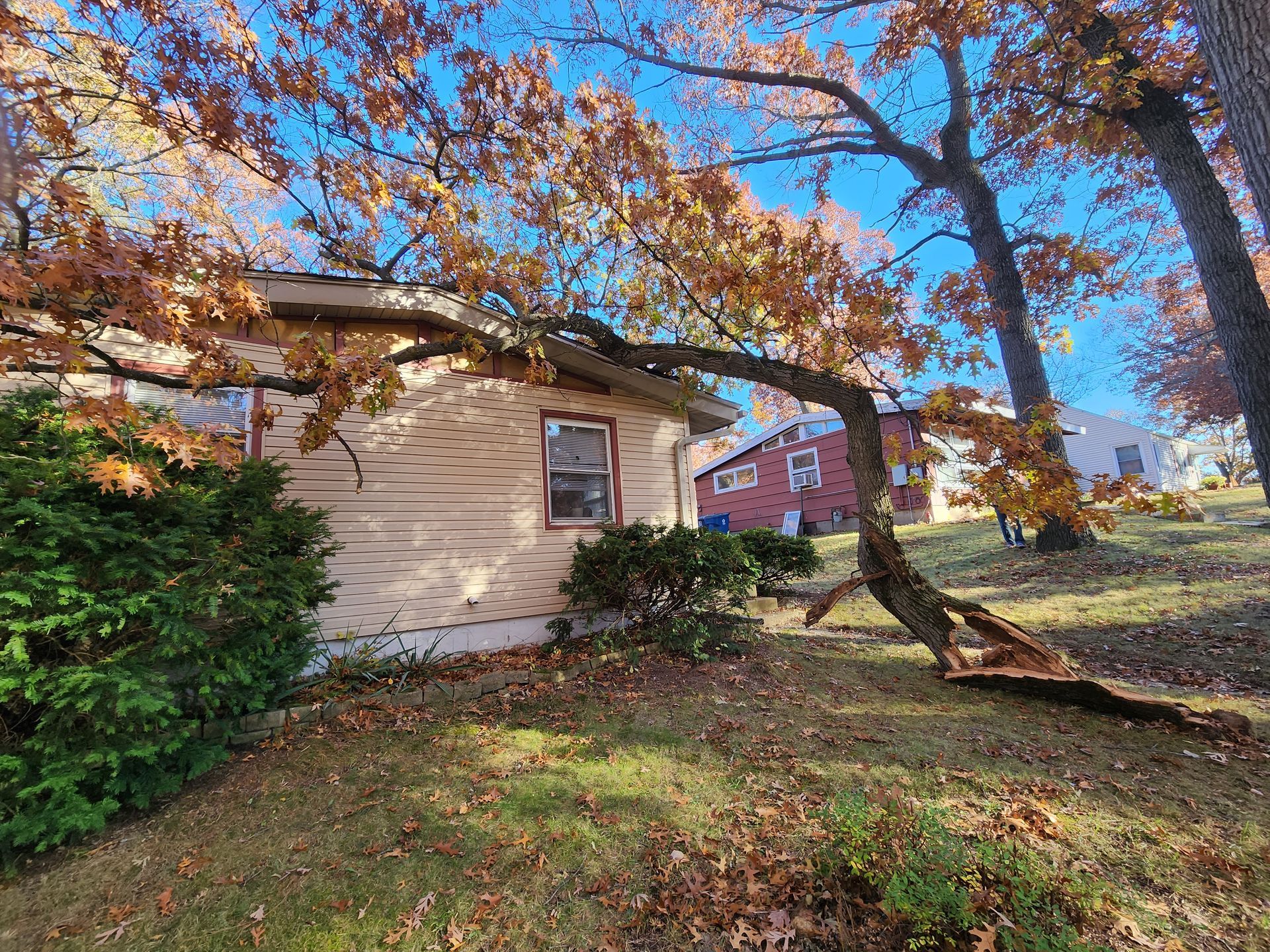 A tree has fallen on the side of a house.