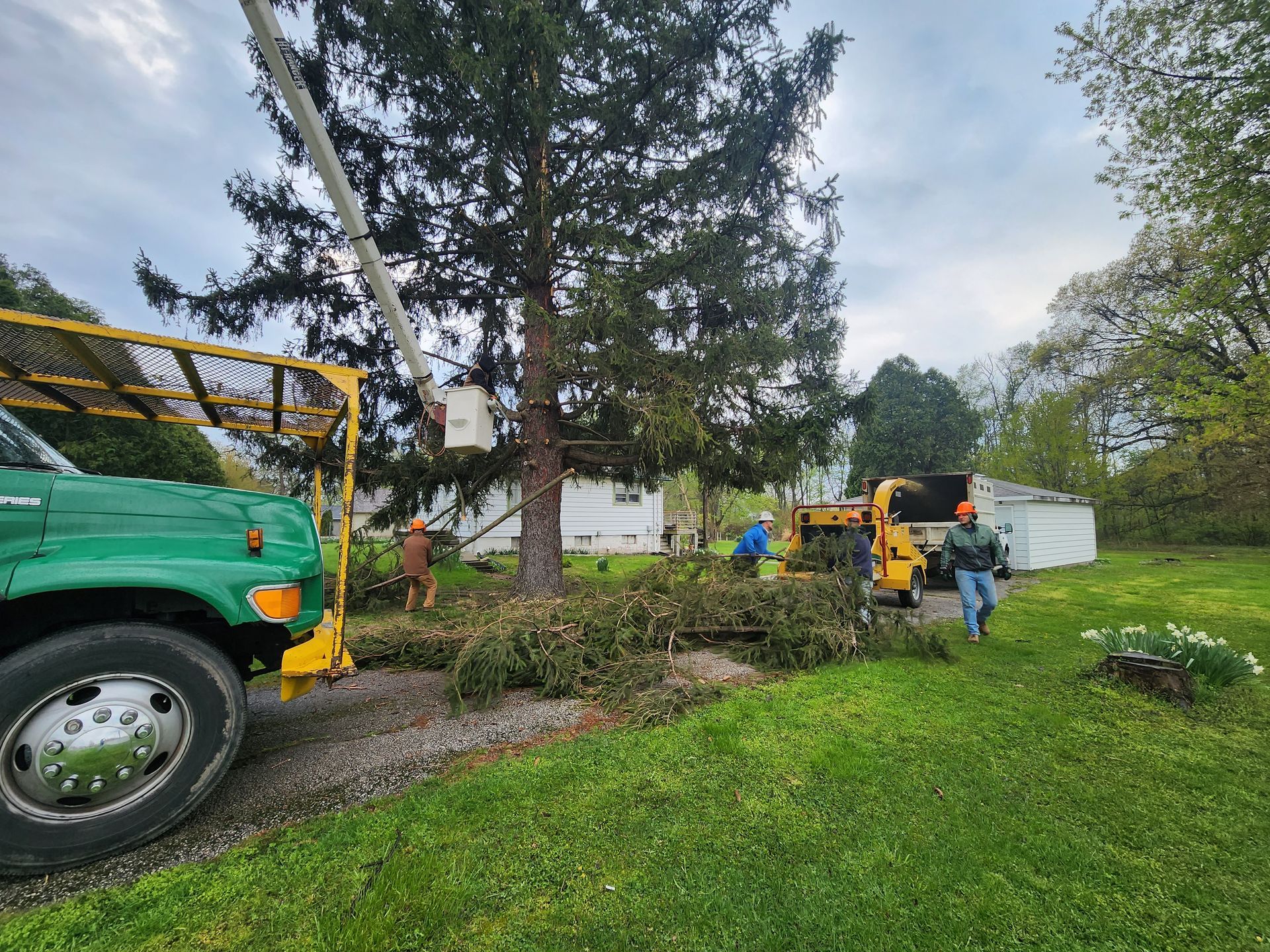 A green truck is parked in a yard next to a tree being cut down.