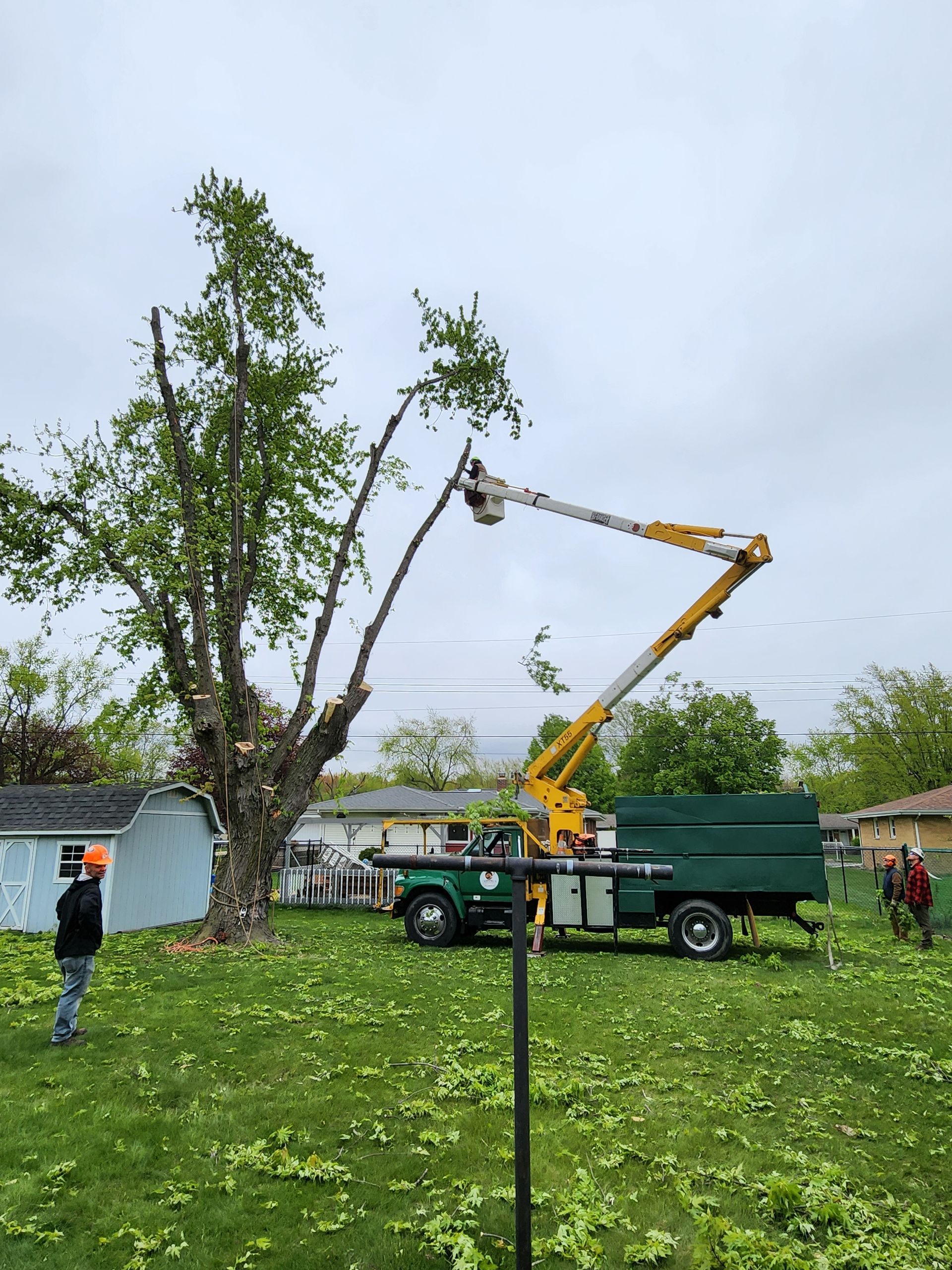 A crane is cutting a tree in a yard.