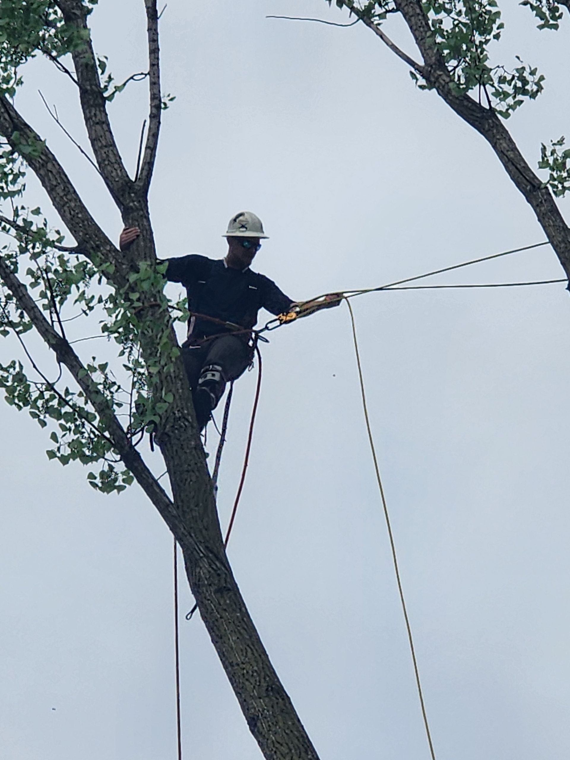 Expert Tree Removal Valparaiso, IN