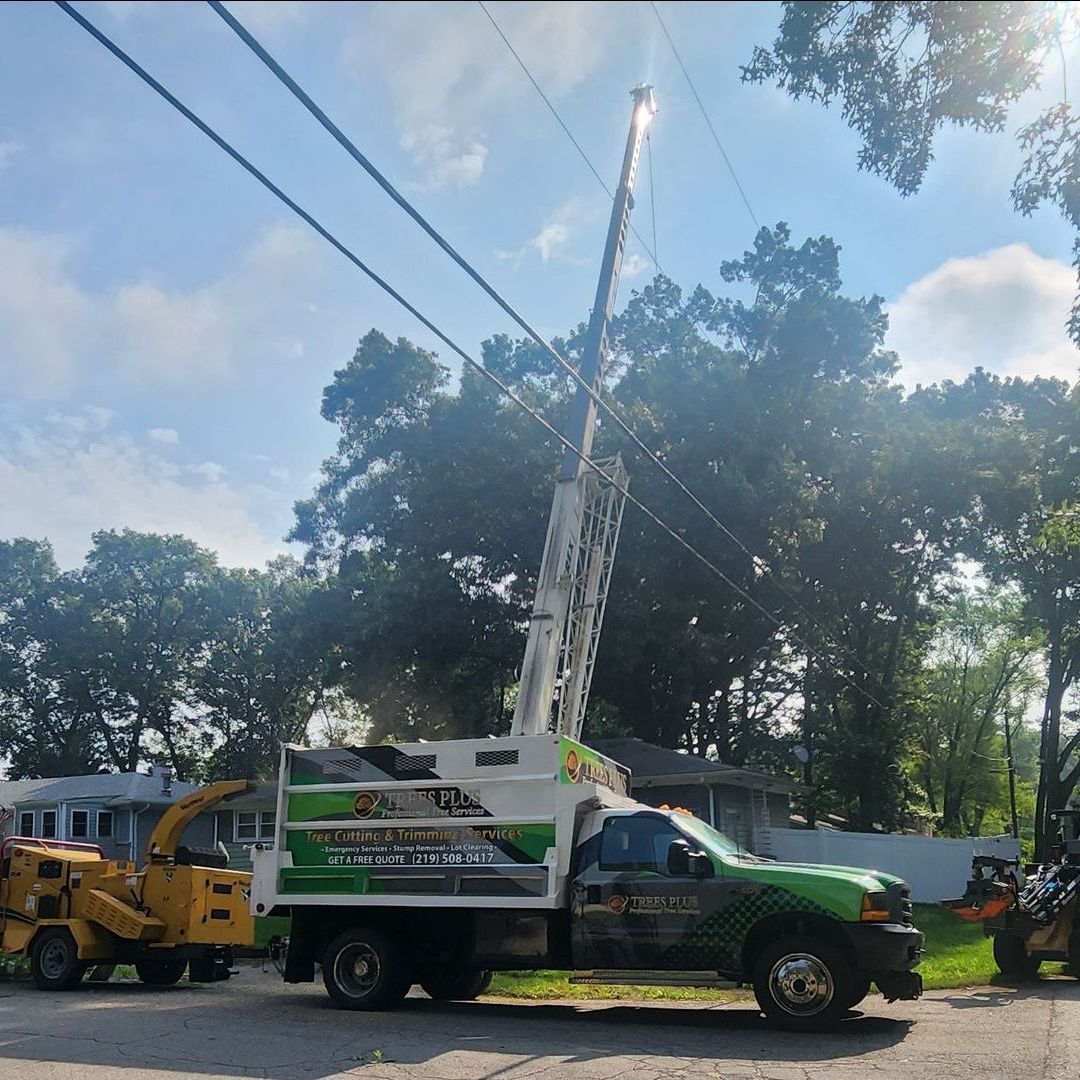 Professional Tree Removal