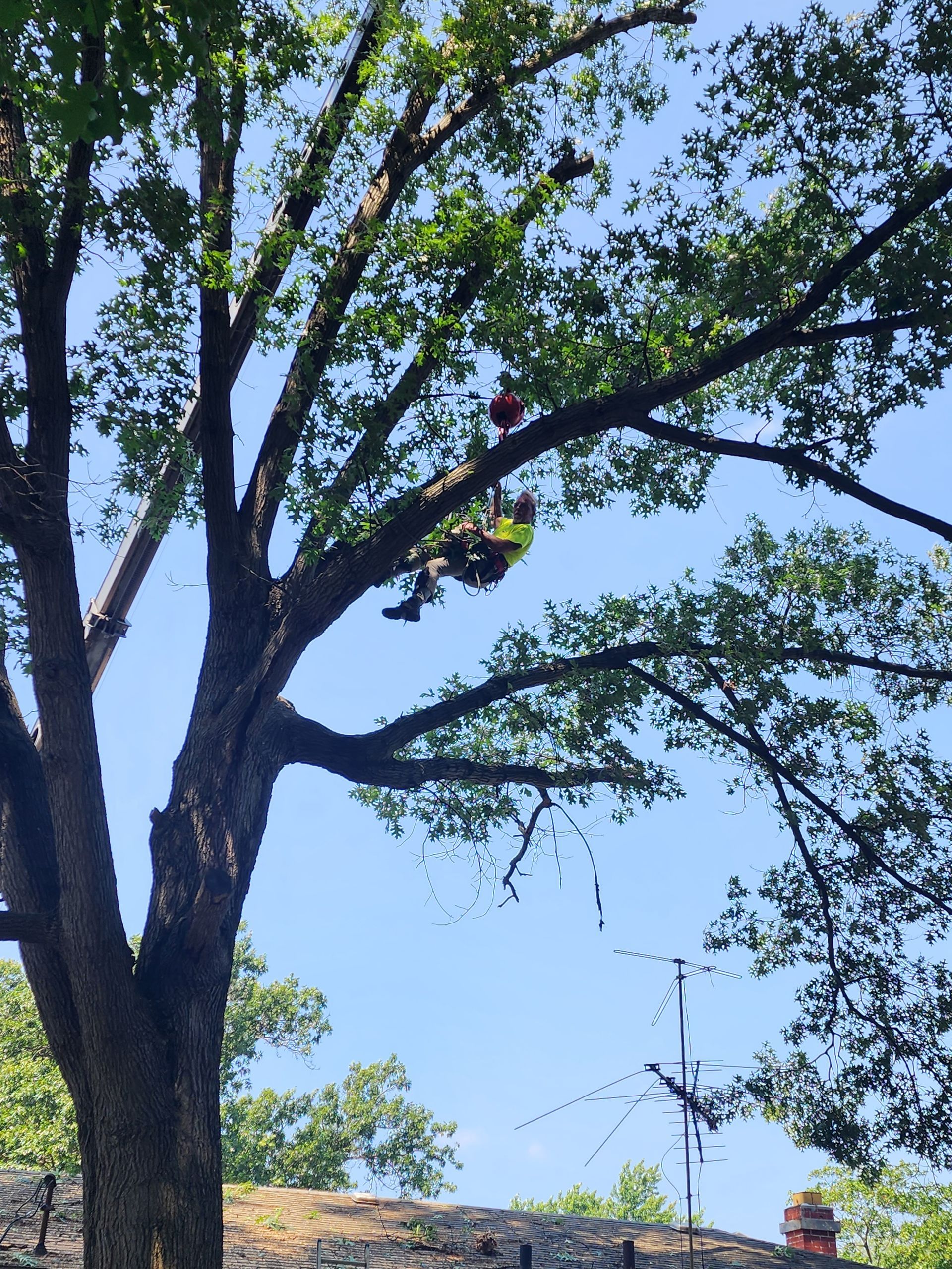 A man is climbing a tree with a chainsaw in Porter County